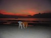 Jamaica 2003 - Negril : 